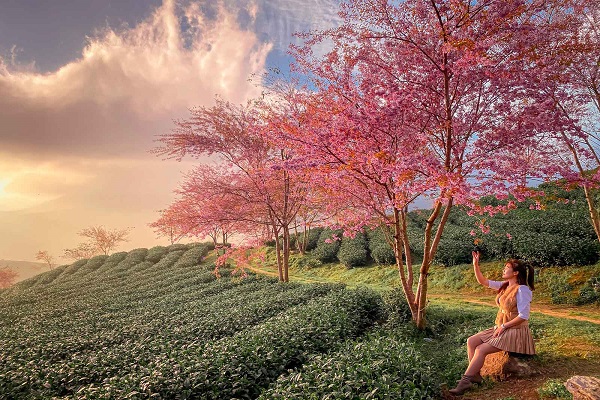 Ngắm hoa mai anh đào tháng 3 Ngắm hoa mai anh đào tháng 3