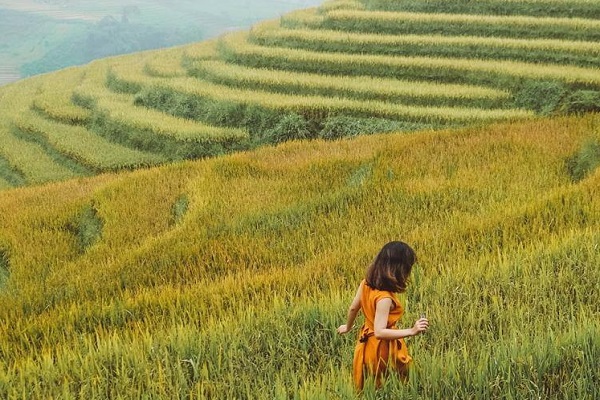 Check in mùa lúa chín Sapa Check in mùa lúa chín Sapa