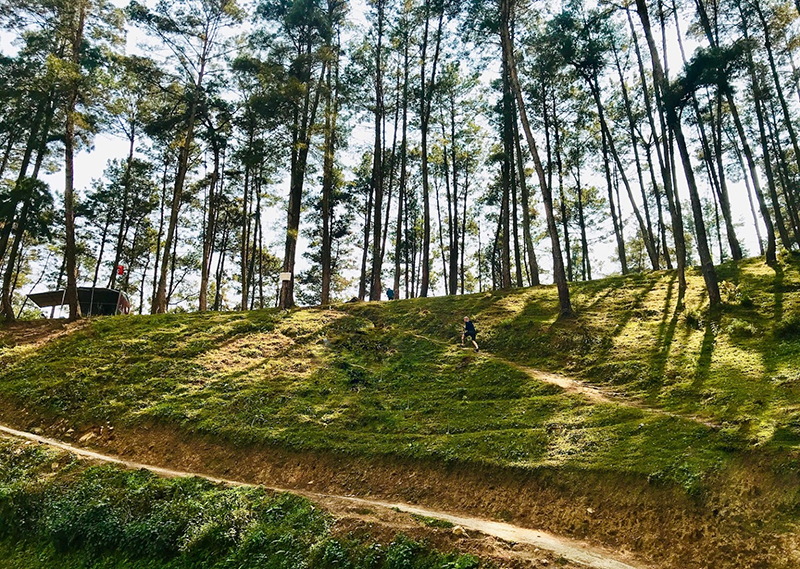 Rừng thông Yên Minh được ví như Đà Lạt của Đông Bắc