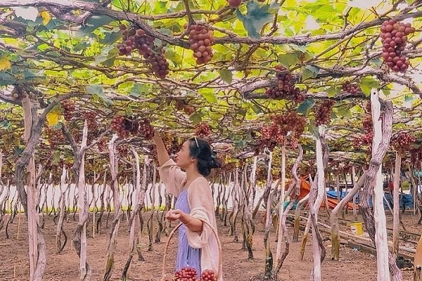 Làng nho Thái An (30km) Làng nho Thái An (30km)