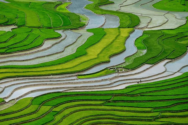 Tour du lịch H&agrave; Giang 5n4d tham quan ruộng l&uacute;a m&ugrave;a nước đổ với vẻ đẹp ấn tượng