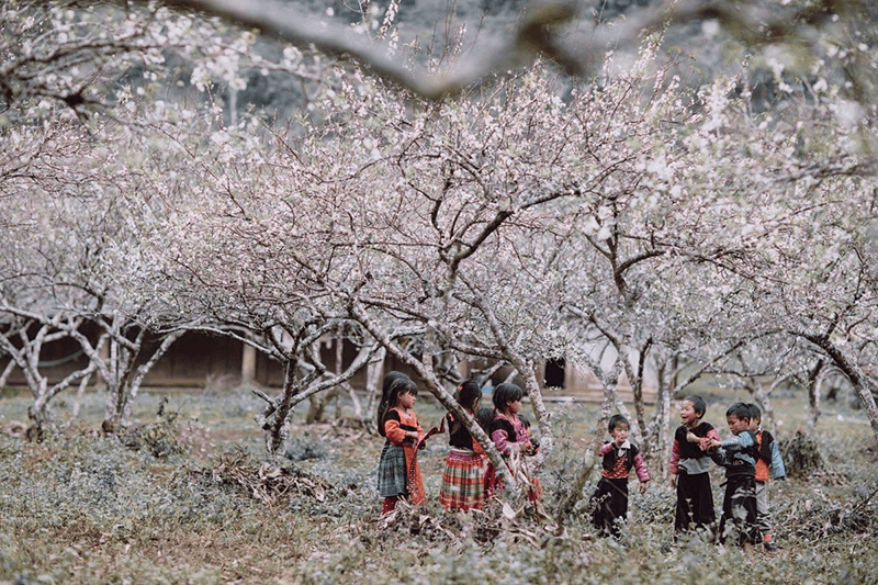 Đi tour du lịch H&agrave; Giang 5n4d trải nghiệm Xu&acirc;n H&agrave; Giang với hoa mơ, hoa mận phủ trắng n&uacute;i đồi