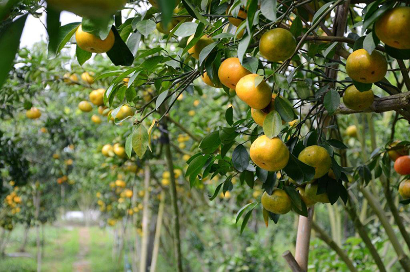 Vườn cam