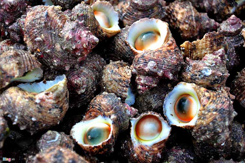 Ốc Cừ có vảy che miệng như chiếc cúc áo làm bằng xà cừ rất đẹp