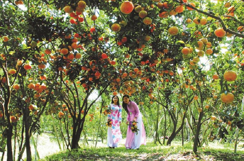 Vườn trái cây trĩu cành của Cái Mơn