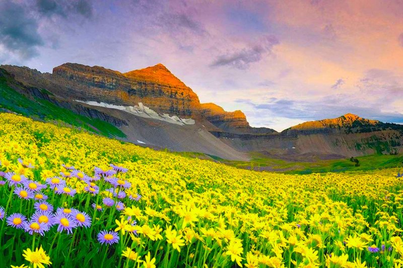 Thung lũng hoa Uttaranchal Thung lũng hoa Uttaranchal