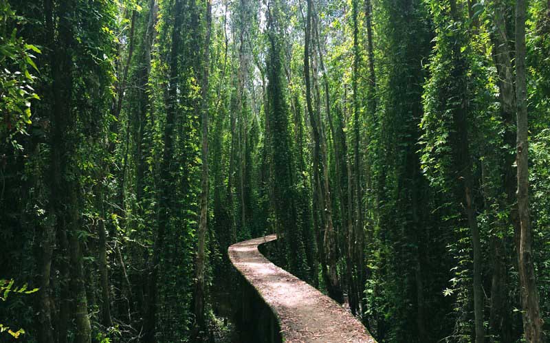 Tour Hồ Chí Minh - Làng Nổi Tân Lập "Rừng Tràm Trà Sư" 1 Ngày