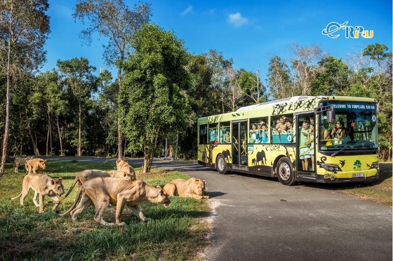 Di chuyển đến vườn thú Safari Phú Quốc