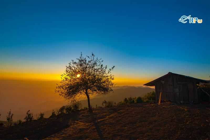 Cây táo mèo cô đơn