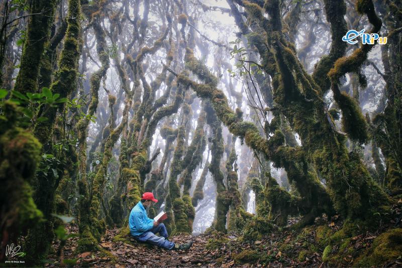 Rừng nguyên sinh quốc gia Tà Xùa