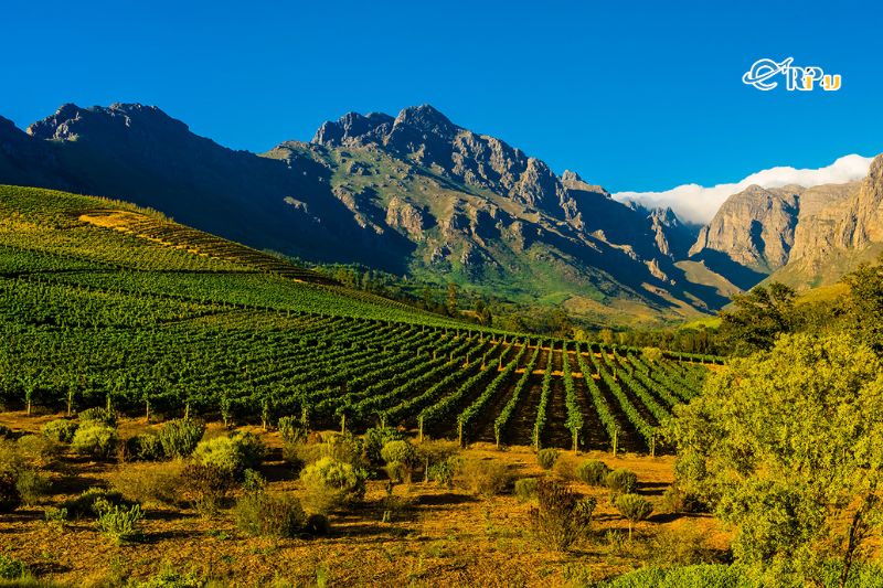 Stellenbosch - Du lịch Nam Phi