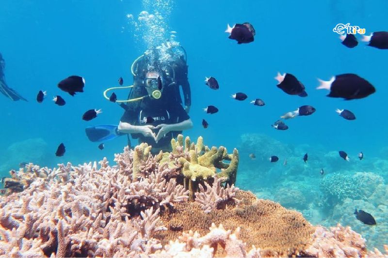 Tắm biển, ngắm san hô