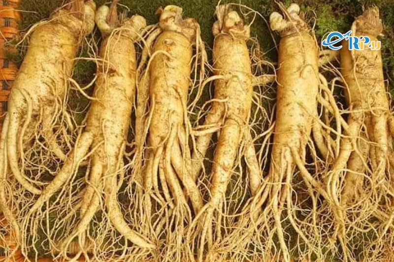 Nhân sâm Hàn Quốc