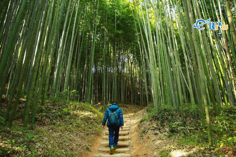 Vườn trúc Juknokwon