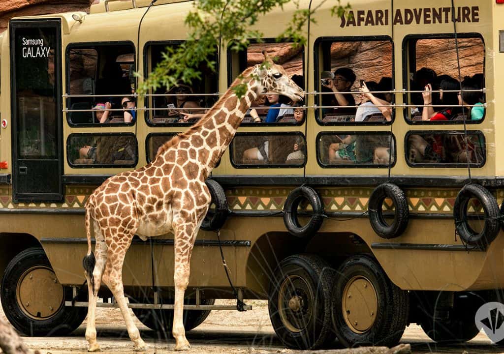 Phương tiện di chuyển tại công viên Everland Phương tiện di chuyển tại công viên Everland