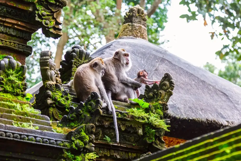 Thời gian phù hợp nhất để đi Rừng khỉ Ubud (Bali)
