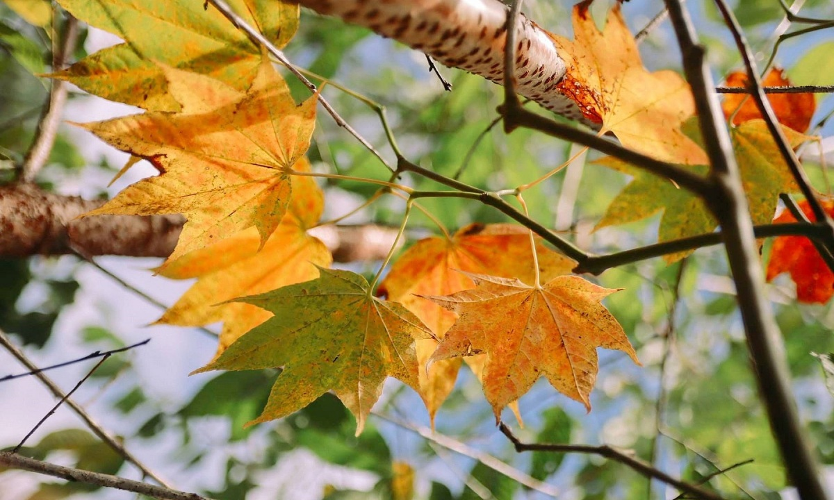 Khu du lịch lá phong Đà Lạt ngay giữa thành phố mộng mơ