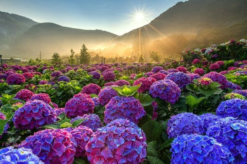 Đà Lạt - Thành phố ngàn hoa lãng mạn