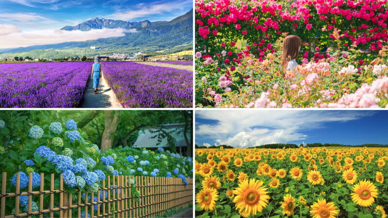 Tham quan các vườn hoa đủ sắc màu Tham quan các vườn hoa đủ sắc màu