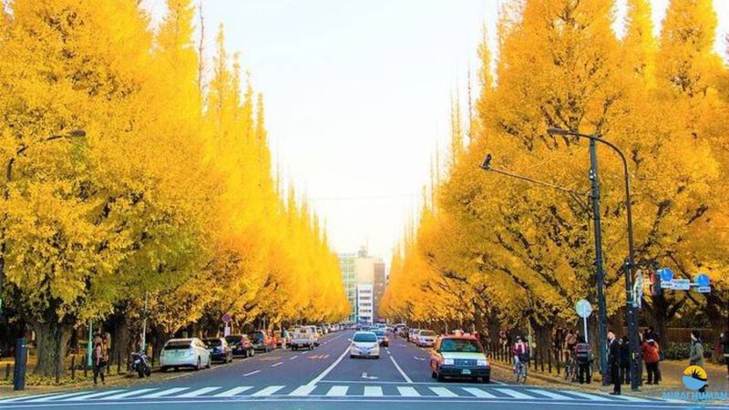 Đại lộ Bạch Quả Icho Namiki mùa thu