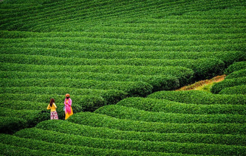 Những đồi chè xanh mướt ở Mộc Châu tháng 9 Những đồi chè xanh mướt ở Mộc Châu tháng 9