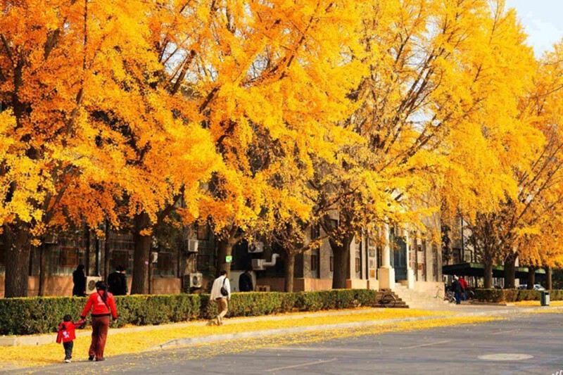 Hutong Bắc Kinh mùa thu Hutong Bắc Kinh mùa thu