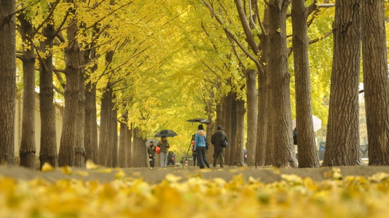 Đại lộ Diaoyutai mùa thu Đại lộ Diaoyutai mùa thu