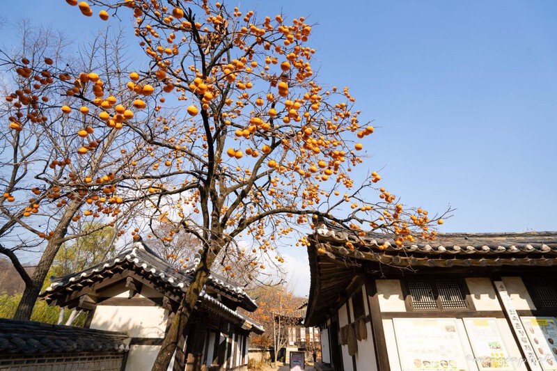 Những cây hồng sai trĩu quả, rụng hết lá bên vườn nhà