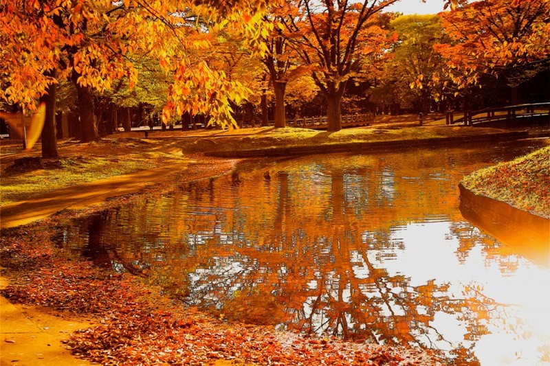 Công viên Yoyogi mùa thu