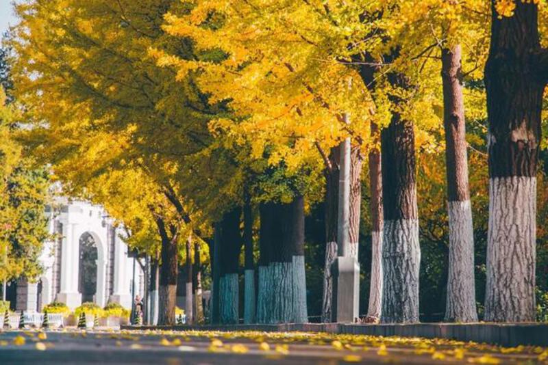 Đại học Thanh Hoa mùa thu Đại học Thanh Hoa mùa thu