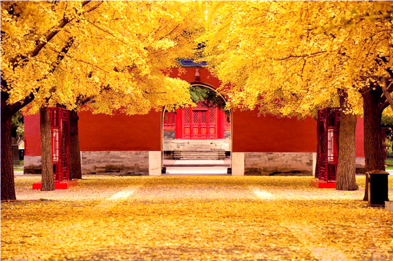 Cố Cung mùa thu Cố Cung mùa thu