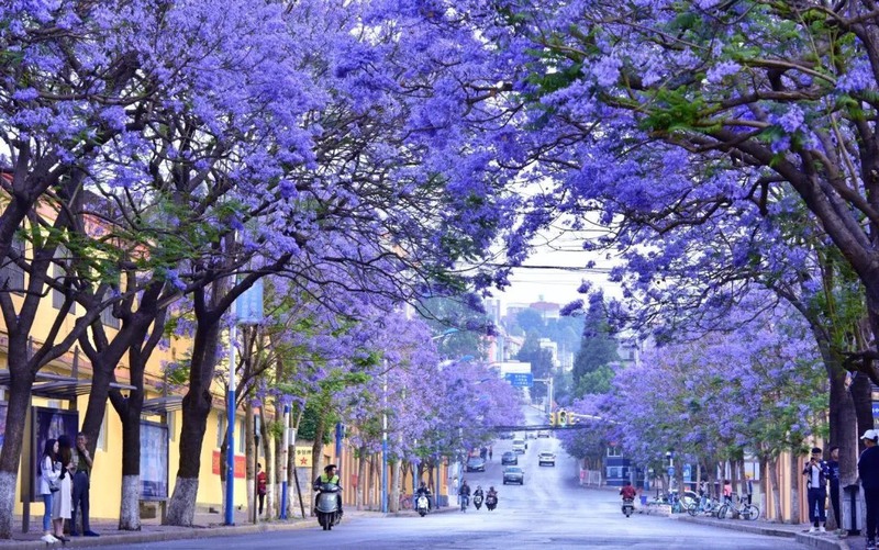 Côn Minh mùa phượng tím Côn Minh mùa phượng tím