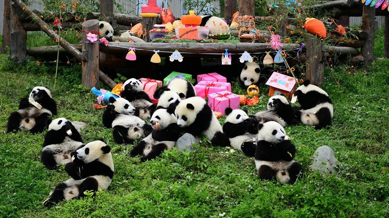 Khu bảo tồn Gấu trúc Trùng Khánh Khu bảo tồn Gấu trúc Trùng Khánh