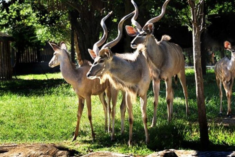 Vườn Thú Nam Ninh