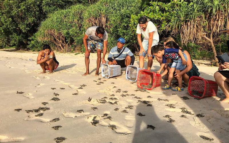 Du khách tham gia thả rùa về biển tại Hòn Bảy Cạnh Du khách tham gia thả rùa về biển tại Hòn Bảy Cạnh