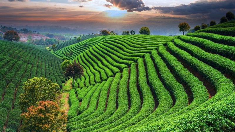 Làng Trà Long Tĩnh Làng Trà Long Tĩnh