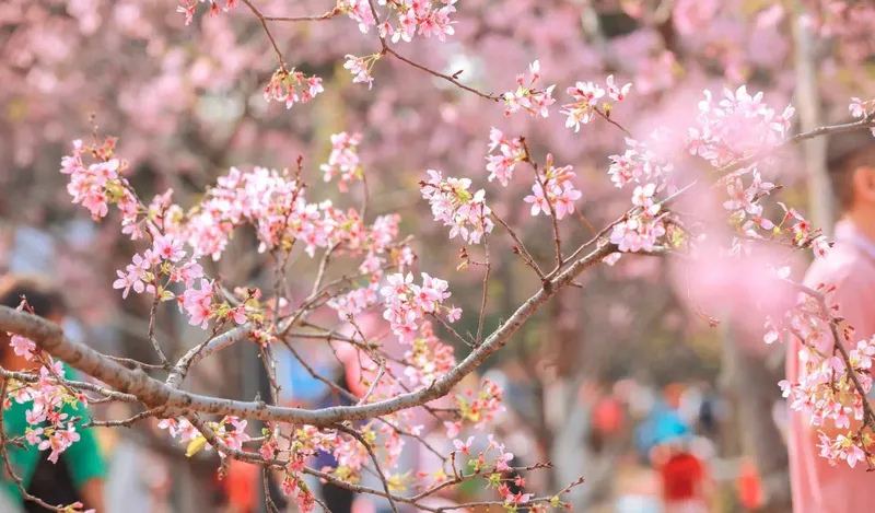 Thời điểm lý tưởng để du lịch Quảng Châu