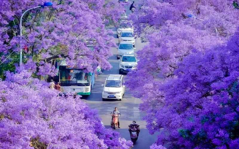 Côn Minh màu phượng tím Côn Minh màu phượng tím