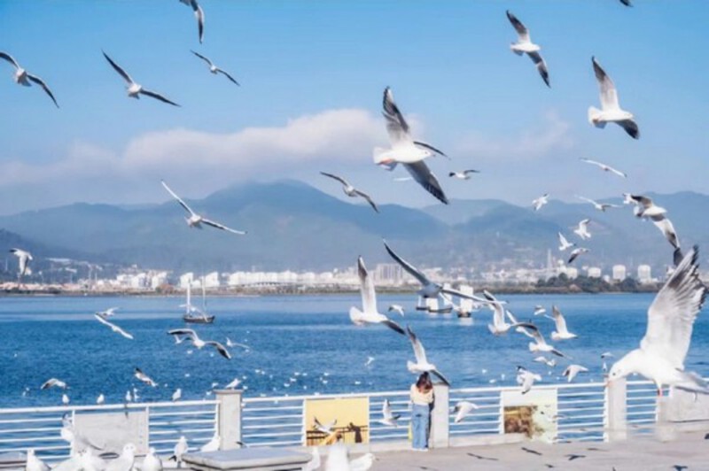 Mùa hải âu tại hồ Điền Trì, Côn Minh Mùa hải âu tại hồ Điền Trì, Côn Minh