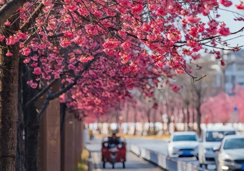 Mùa xuân tại Vân Nam Mùa xuân tại Vân Nam