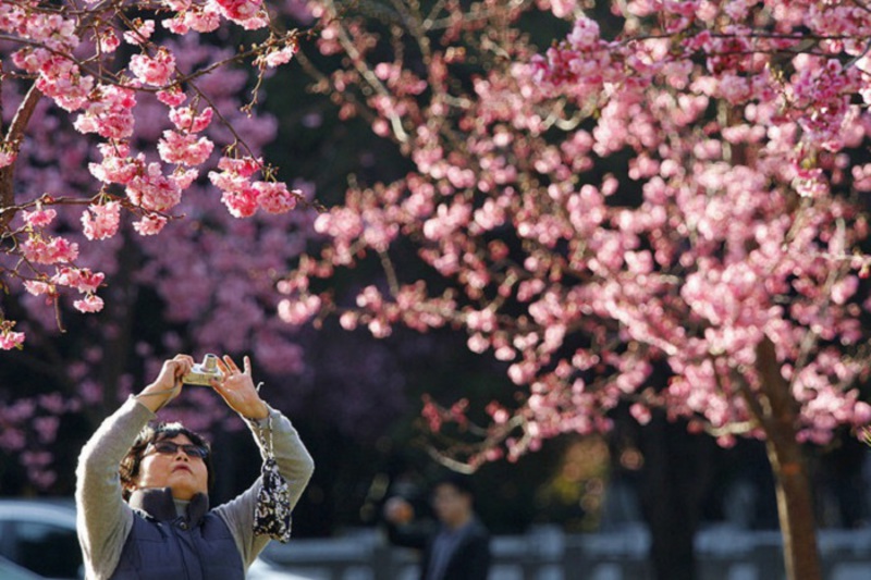 Chuẩn bị giày thoải mái để du lịch Thượng Hải mùa xuân Chuẩn bị giày thoải mái để du lịch Thượng Hải mùa xuân