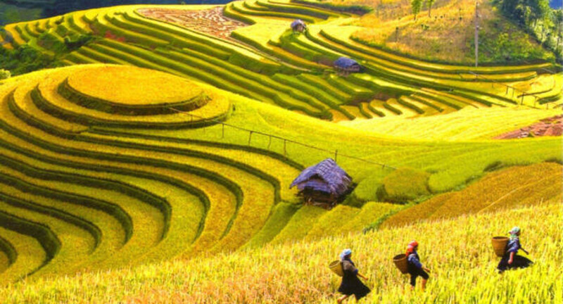 Ngắm ruộng bậc thang chín vàng tại Sapa Ngắm ruộng bậc thang chín vàng tại Sapa