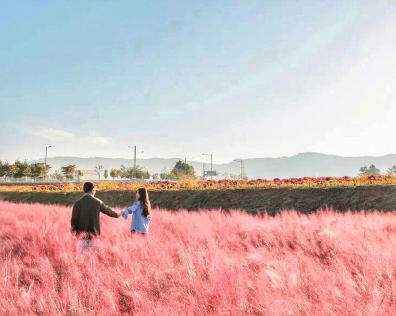 Cánh đồng cỏ hồng rực rỡ tại Jeju mùa thu Cánh đồng cỏ hồng rực rỡ tại Jeju mùa thu