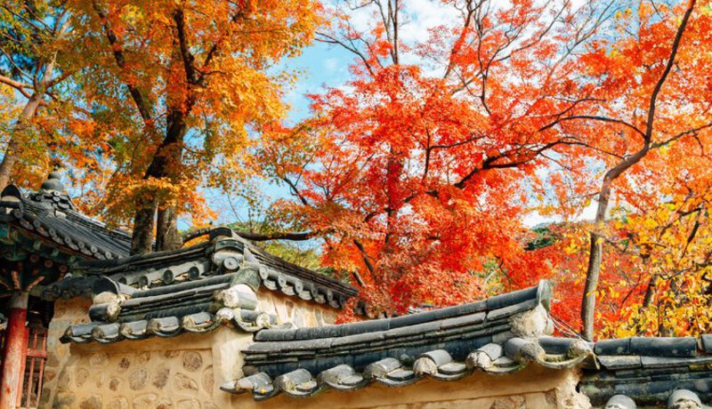 Gyeongju mùa thu Gyeongju mùa thu