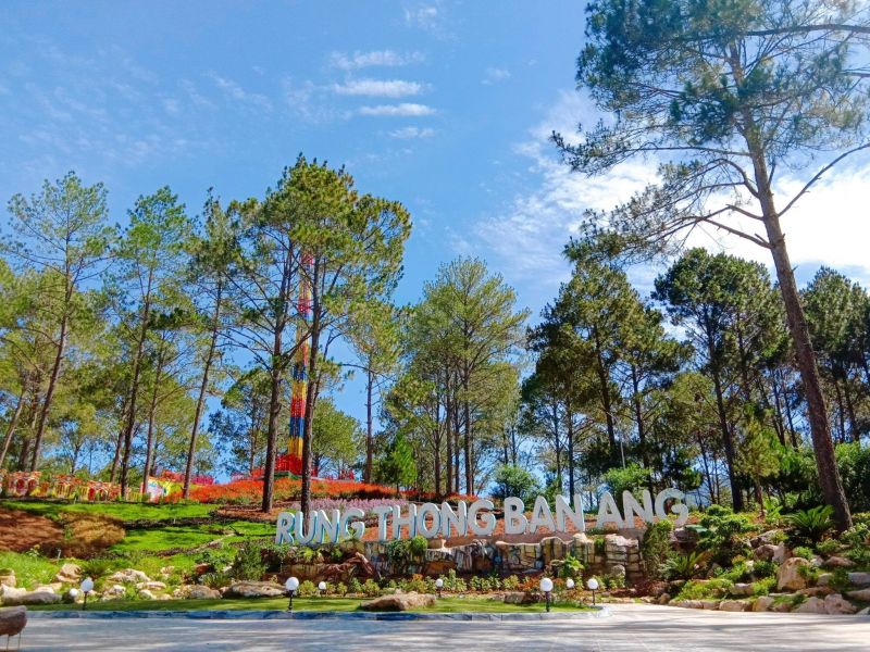 Rừng thông Bản Áng Rừng thông Bản Áng