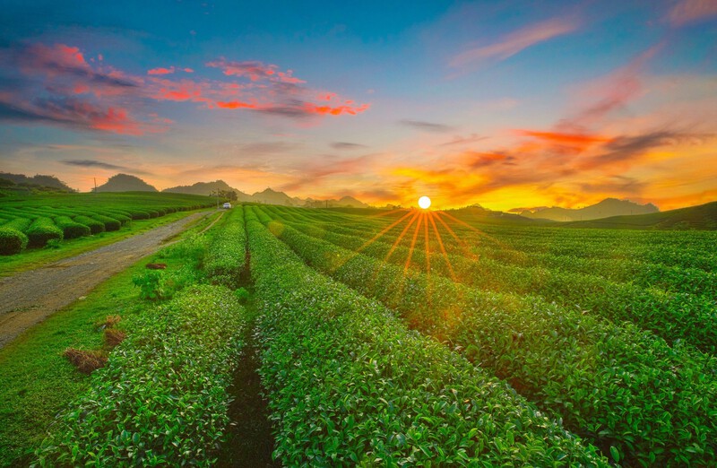 Đồi chè Mộc Châu mùa thu Đồi chè Mộc Châu mùa thu