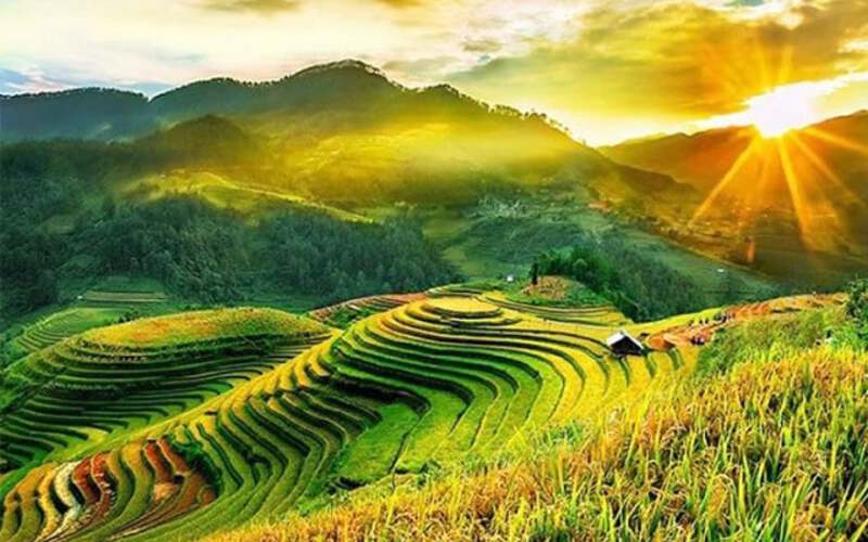 M&ugrave;a thu l&agrave; m&ugrave;a l&uacute;a ch&iacute;n v&agrave;ng