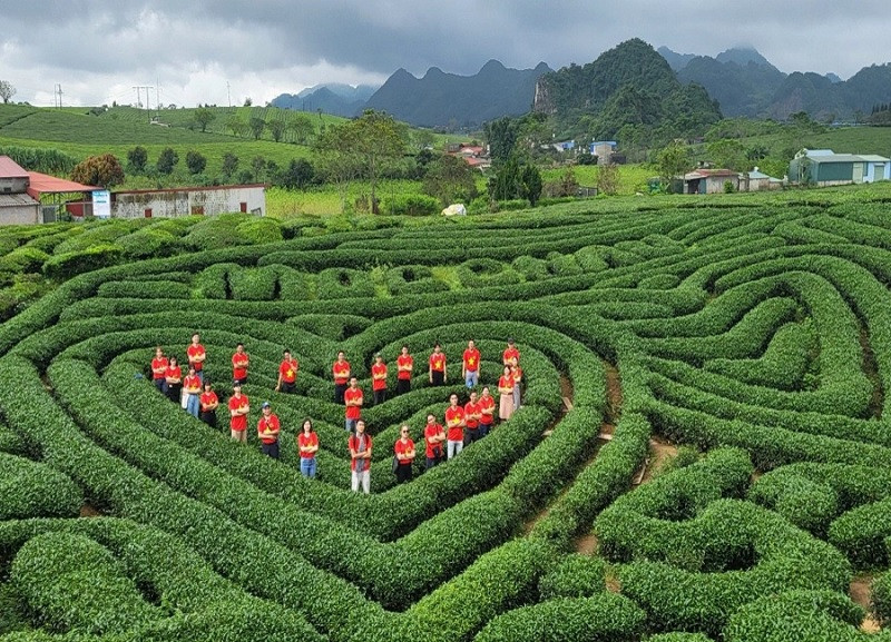 Đồi ch&egrave; tr&aacute;i tim xanh m&aacute;t tại Mộc Ch&acirc;u