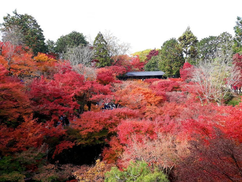 Cảnh sắc mùa thu tại chùa Kiyomizu-dera, Nhật Bản