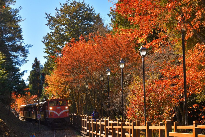 Rừng cổ thụ Alishan